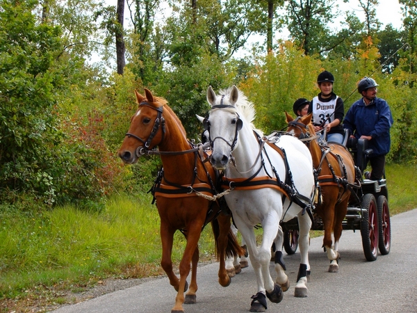 Utilisé pour notre attelage à 4