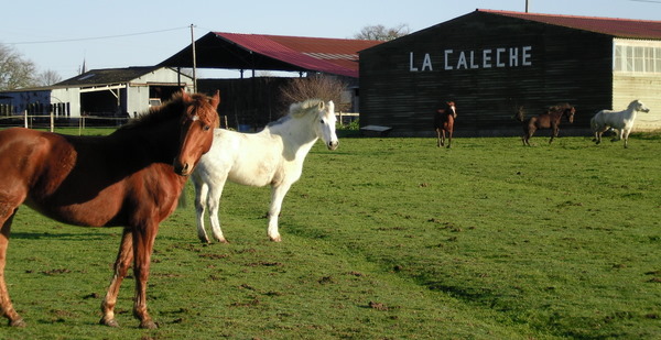 La Calèche La Calèche